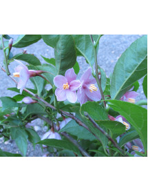 Styrax japonicus Pink Chimes (12lt)
