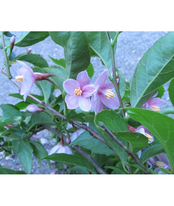 Styrax japonicus Pink Snowbell (12lt)