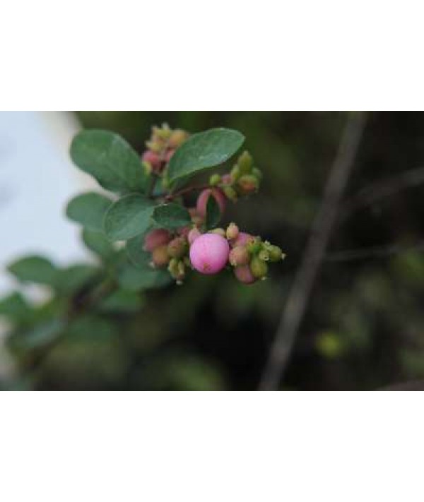 Symphoricarpos x doorenbosii Mother of Pearl (3lt)