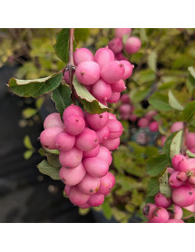 Symphoricarpos x doorenbosii Magical Temptation (3lt)