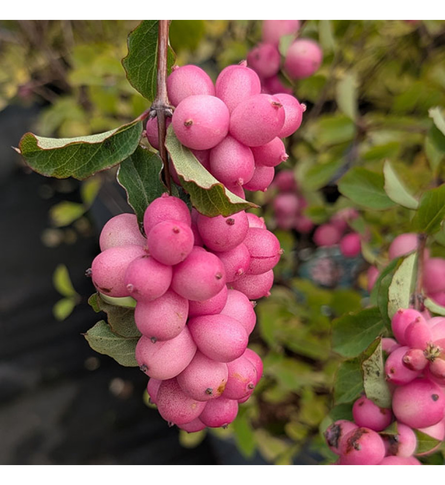 Symphoricarpos x doorenbosii Magical Temptation (3lt)