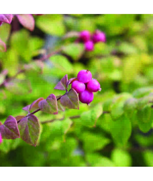 Symphoricarpos x chenaultii Hancock (3lt)