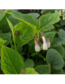 Symphytum Hidcote Blue (1.5lt)