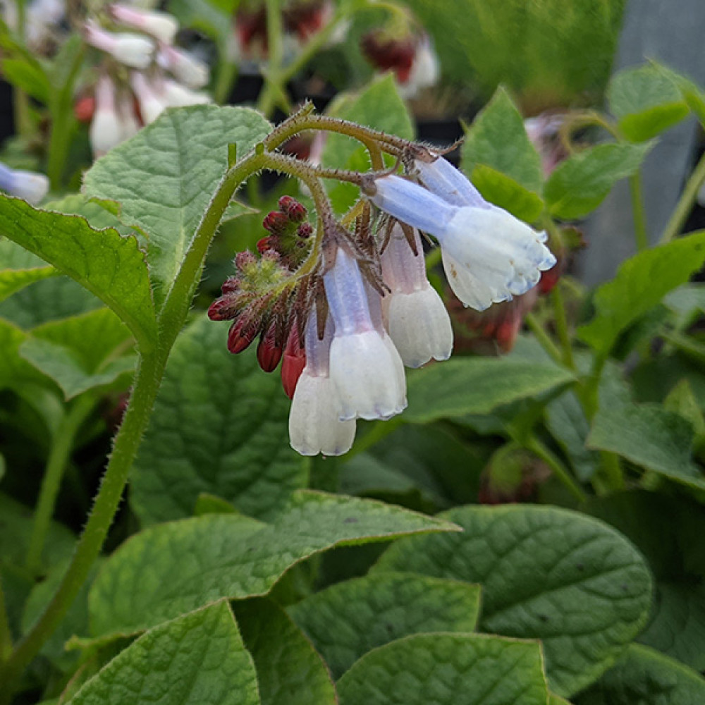 Symphytum Hidcote Blue (3lt)