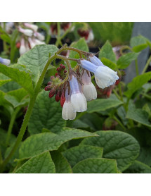 Symphytum Hidcote Blue (1.5lt)