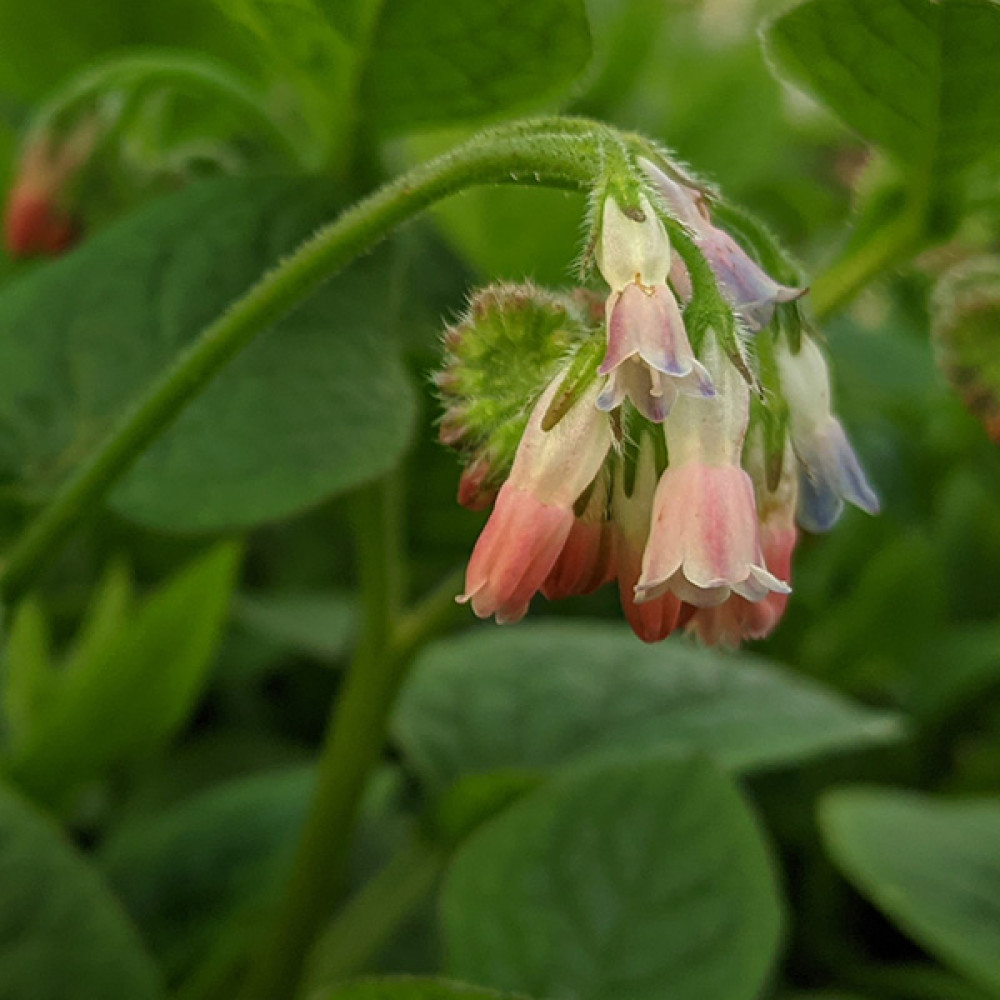 Symphytum Hidcote Pink (3lt)