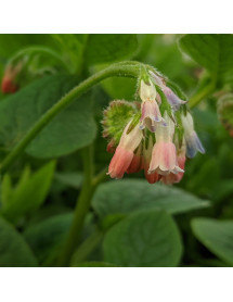 Symphytum Hidcote Pink (1.5lt)