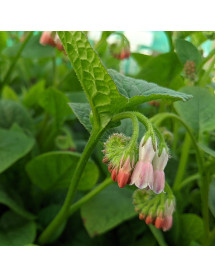Symphytum Hidcote Pink (1.5lt)