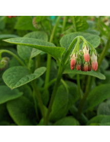 Symphytum Hidcote Pink (3lt)