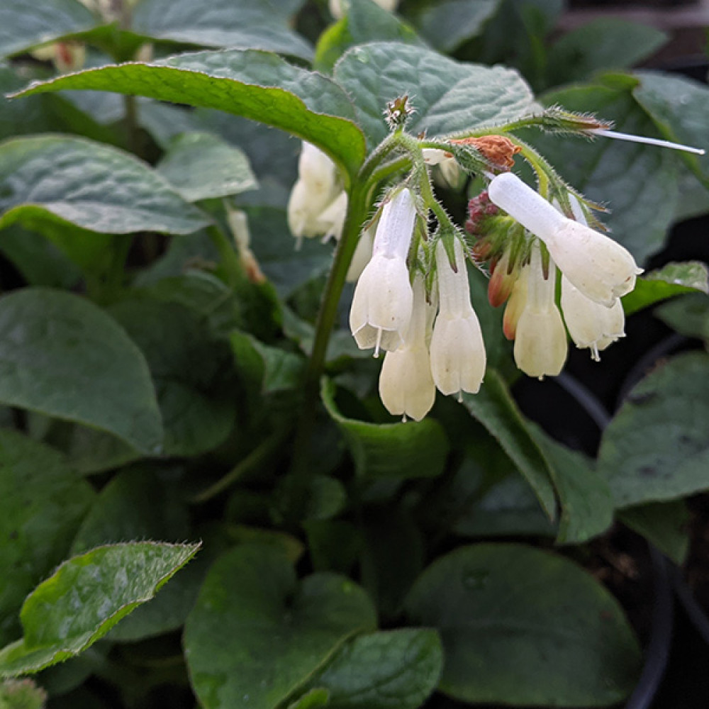 Symphytum Ibericum (3lt)