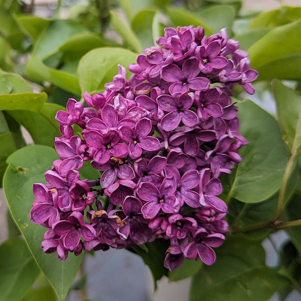 Syringa vulgaris Andenken an Ludwig Spath (5lt)