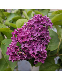 Syringa vulgaris Andenken an Ludwig Spath (10lt)
