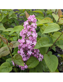 Syringa vulgaris Belle de Nancy (5lt)