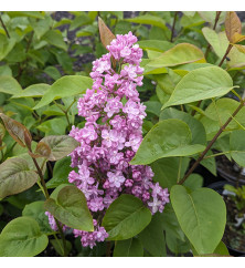 Syringa vulgaris Belle de Nancy (25lt)
