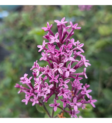 Syringa Bloomerang Dark Purple (3lt)
