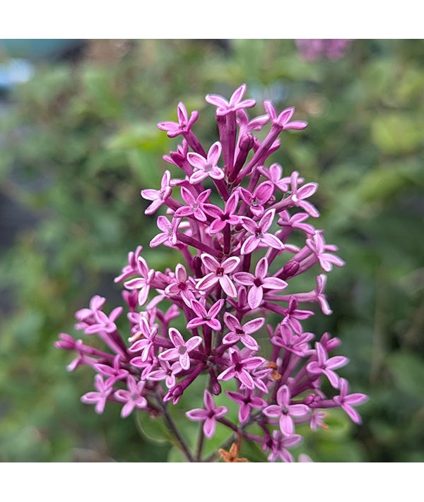 Syringa Bloomerang Dark Purple (3lt)