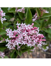 Syringa Bloomerang Perfume Pink (4.5lt)