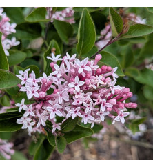 Syringa Bloomerang Perfume Pink (3lt) Syringa Bloomerang Perfume Pink (3lt)