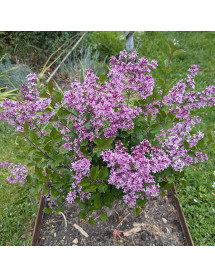 Syringa Bloomerang Dark Purple (3lt)