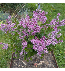 Syringa Bloomerang Dark Purple (3lt)