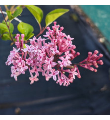 Syringa Bloomerang Perfume Pink (3lt)
