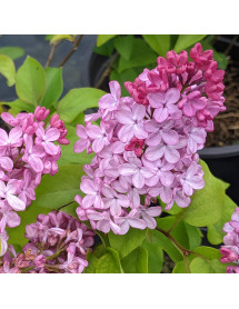 Syringa x hyacinthiflora Esther Staley (5lt)