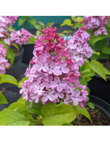 Syringa x hyacinthiflora Esther Staley (5lt)
