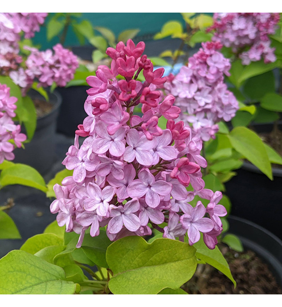 Syringa x hyacinthiflora Esther Staley (5lt)