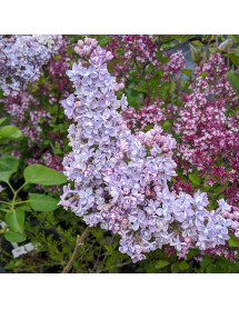 Syringa vulgaris Katherine Havemeyer (5lt)