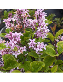 Syringa meyeri Palibin (2lt)