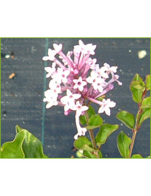Syringa meyeri Palibin (2lt)