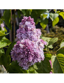 Syringa vulgaris Nadezhda (5lt)
