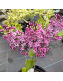 Syringa x hyacinthiflora Pocahontas (5lt)