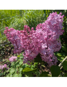 Syringa x hyacinthiflora Pocahontas (5lt)