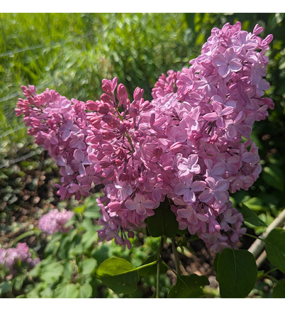 Syringa x hyacinthiflora Pocahontas (5lt)