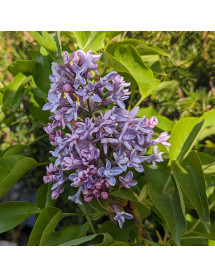 Syringa vulgaris President Grevy (5lt)