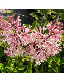 Syringa pubescens patula Miss Kim (3lt)