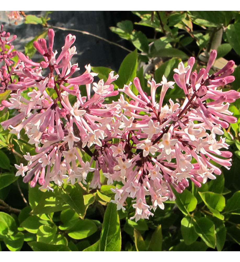 Syringa pubescens patula Miss Kim (3lt)