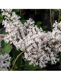 Syringa pubescens patula Miss Kim (3lt)