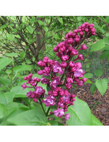 Syringa vulgaris Belle de Nancy (5lt)