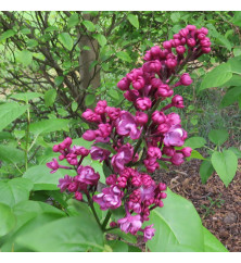 Syringa vulgaris Belle de Nancy (25lt)
