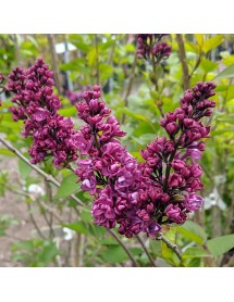 Syringa vulgaris Charles Joly (10lt) Syringa vulgaris Charles Joly (10lt)