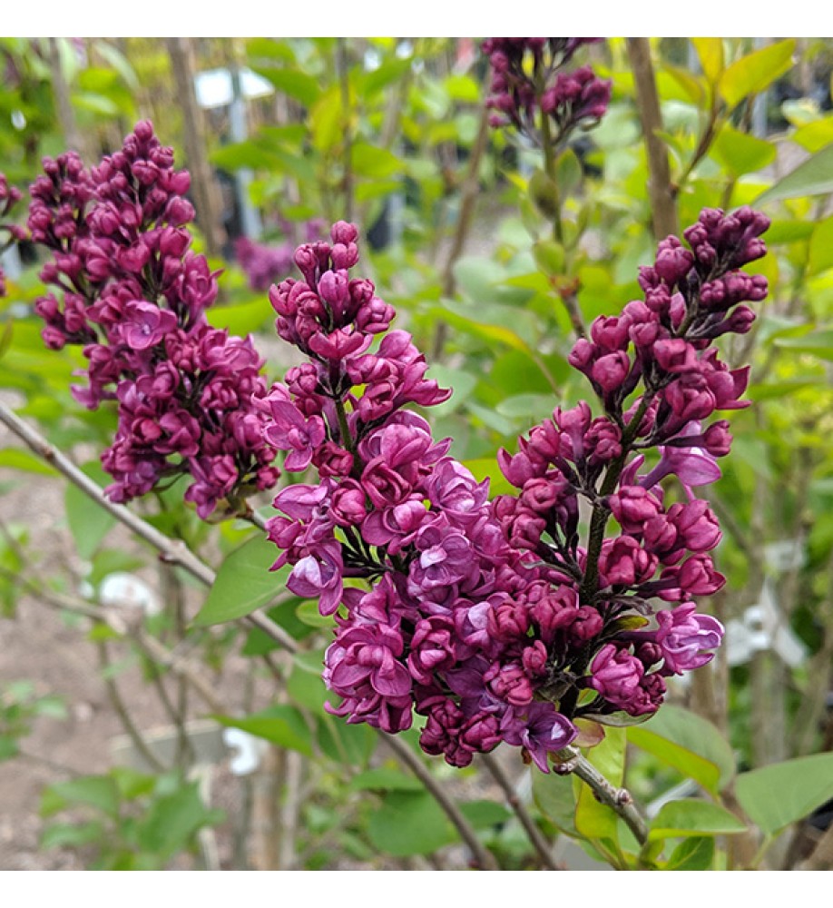 Syringa vulgaris Charles Joly (10lt)