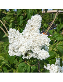 Syringa vulgaris Dentelle d'Anjou (3lt)