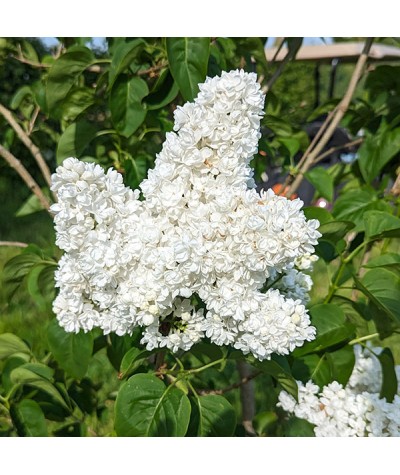 Syringa vulgaris Dentelle d'Anjou (3lt)