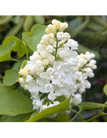 Syringa vulgaris Mrs Florent Stepman (5lt)