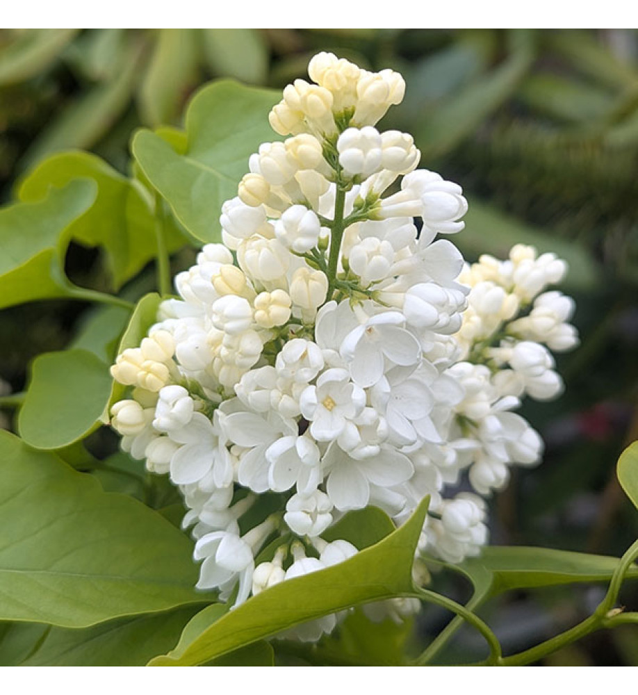 Syringa vulgaris Mrs Florent Stepman (5lt)