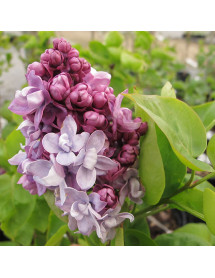 Syringa vulgaris Katherine Havemeyer (25lt)