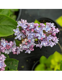 Syringa vulgaris Katherine Havemeyer (25lt)