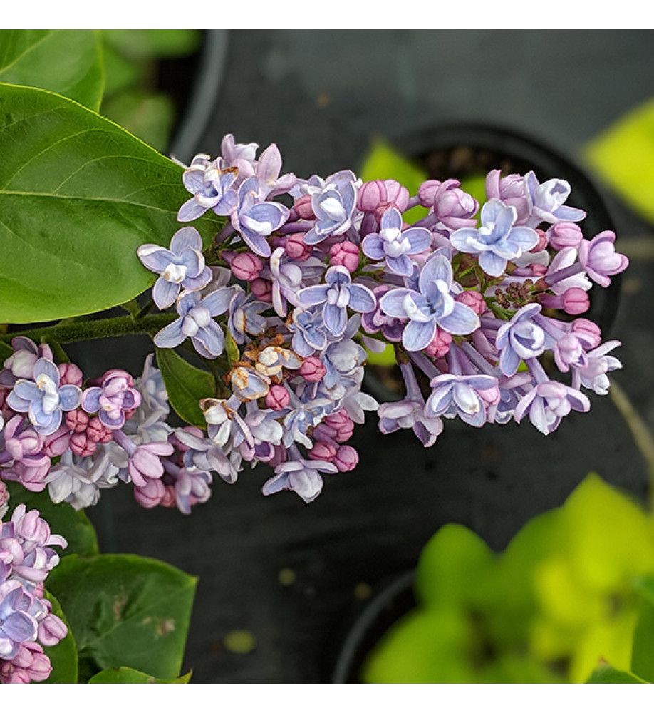 Syringa vulgaris Katherine Havemeyer (25lt)